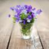 violethoang