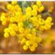 Mimosa_